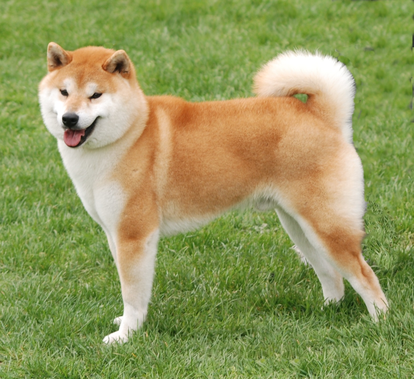 Un cane di razza Shiba Inu