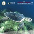 Adriatico: un mare di tartarughe