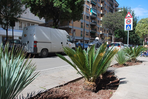 Le piante di viale De Gasperi da rimuovere