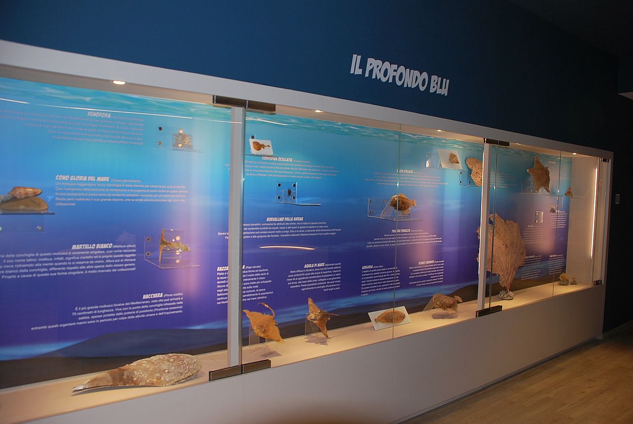 Nuova vita per il museo ittico "Capriotti"