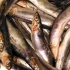 Il Comune di San Benedetto del Tronto promuove e valorizza il "Pesce Povero" in ambito nutrizionale con un convegno