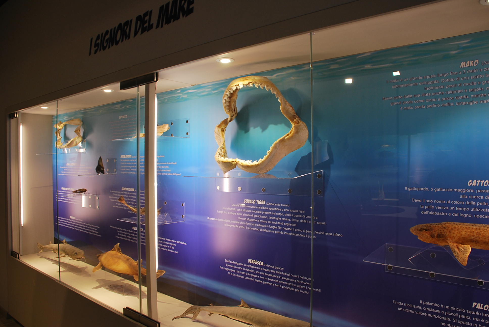 Al Museo Ittico tornano in esposizione numerosi reperti marini