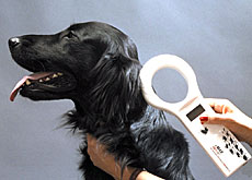 Un lettore di microchip per cani