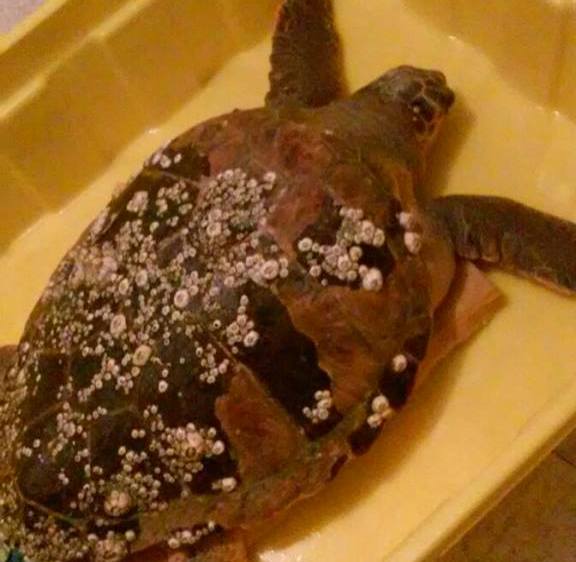 La tartaruga "Chicca" soccorsa dal peschereccio "Nina Madre"