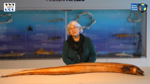 I Tesori del Mare - Terzo Appuntamento