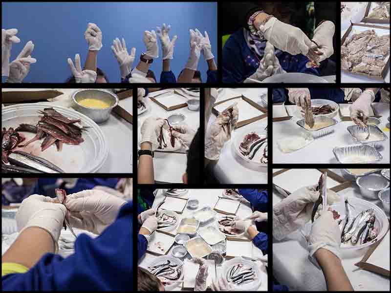 Laboratorio didattico sul pesce azzurro